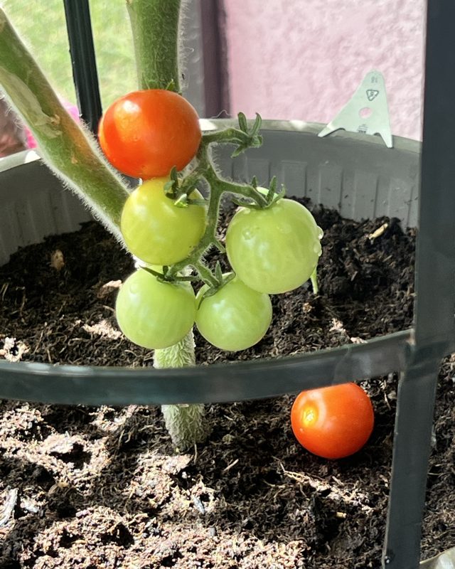 A cluster of cherry tomatoes, one ripe and red, growing in a patio container garden