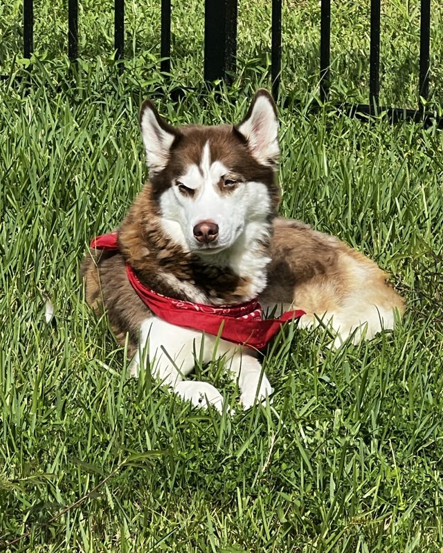 Thor Thunder, a red and white husky in a red bandana, lying in the grass